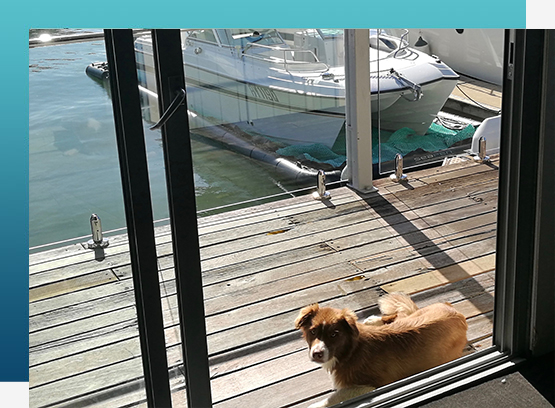 Dog sitting on a wooden deck — Lawyers in Tewantin QLD